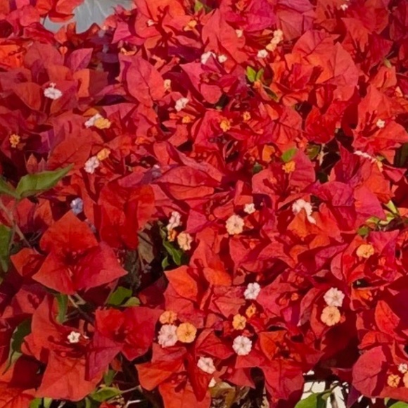 Meet your Posher, Jinny - Picture 2 of 5